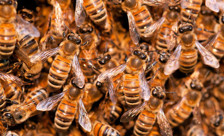 Bees swarm (honey bees)