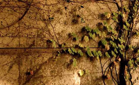 'TV in your pocket': Vine advice for publishers