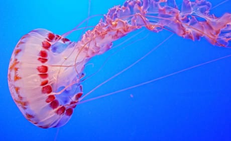 App for journalists: Jelly, for posting questions and answers