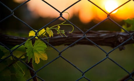 Mashable's guide to Vine: don't be 'publish-trigger shy'